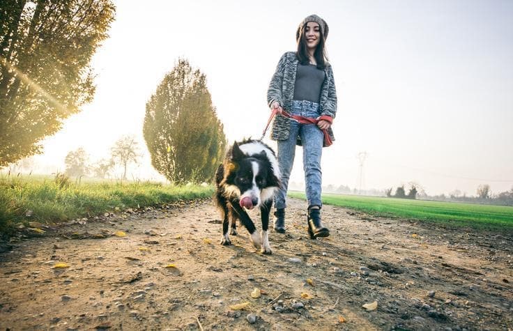 Como conseguir un paseo efectivo con tu perro